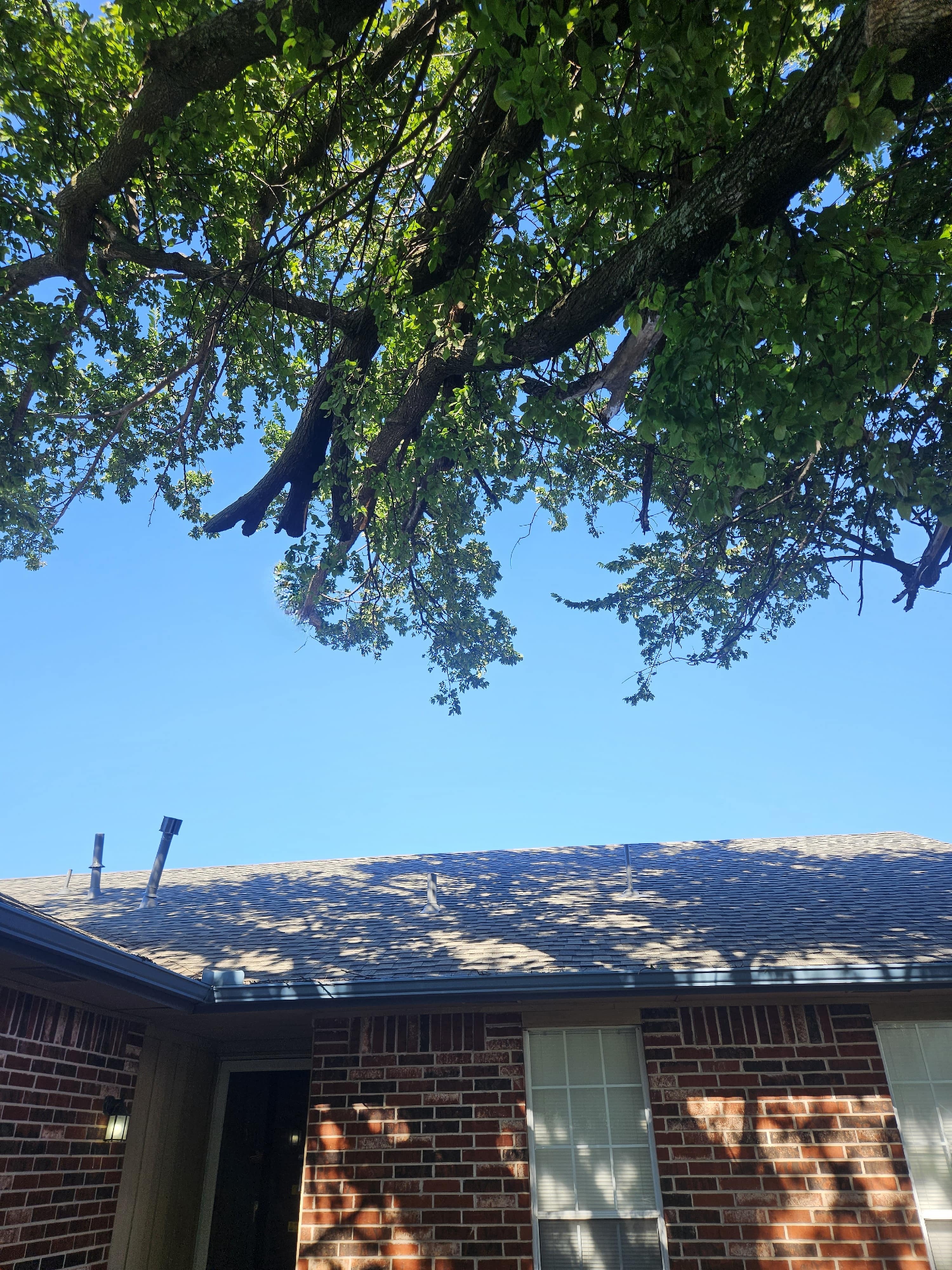 Grass & Trees, LLC Fully Insured Tree Trimming & Pruning Service in Moore, Norman & South OKC